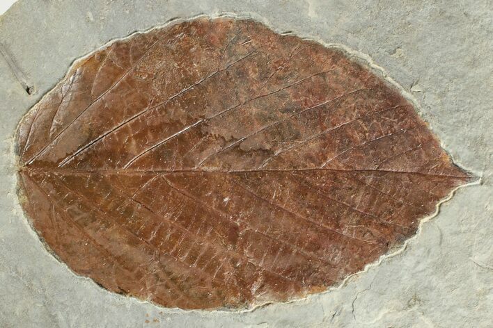 Fossil Leaf (Beringiaphyllum) - Montana #201327